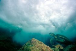 Into the Wild Blue Yonder! I found this turtle enjoying t... by Ryan Campbell 